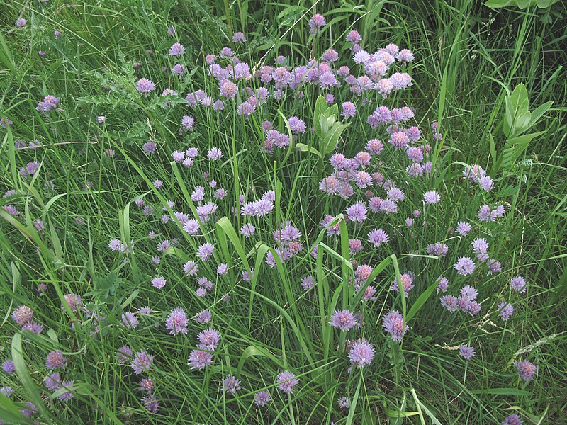 File:Allium schoenoprasum 15-p.bot-lilia.alliu-066.jpg