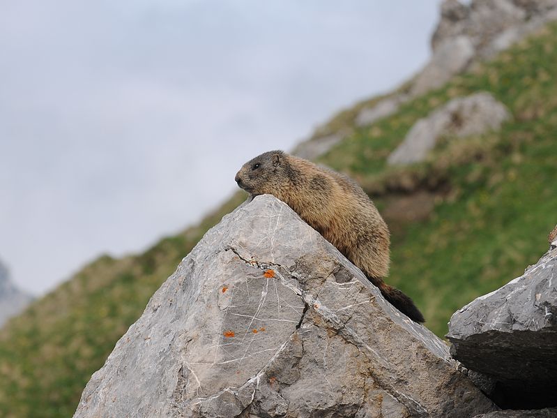 File:Alpenmurmeltier Marmota marmota 3.JPG