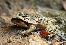 Alsodes valdiviensis oleh Inao (dipotong).jpg