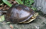 Amboina-Scharnierschildkröte (Bild nicht aus Timor)