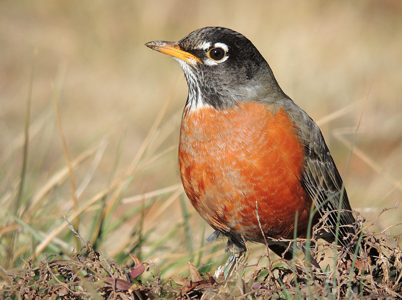 File:American Robin Close-Up.JPG