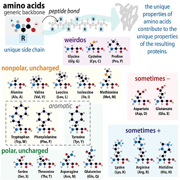 File:Amino acids by property.jpg