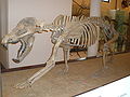 Cão-urso (Amphicyon sp.) Um carnívoro Comprimento 2,5 m