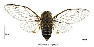 <i>Amphipsalta cingulata</i> Species of true bug