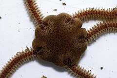 File:Amphiura chiajei 102712619.jpg (Category:Amphiura chiajei)