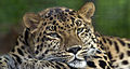 Panthera pardus orientalis (An Amur Leopard at the Pittsburg Zoo)