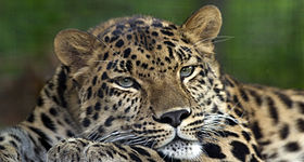 Дальневосточный леопард - главный объект охраны в парке.