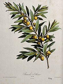 Een olijfplant (Olea europea);  vruchtdragende tak.  Gekleurde verlichte Wellcome V0044586.jpg
