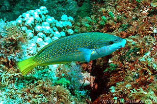 <span class="mw-page-title-main">Elegant wrasse</span> Species of fish