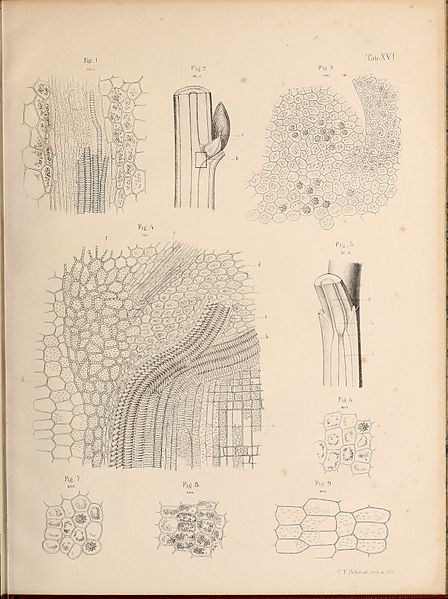 File:Anatomia plantarum, iconibus illustrata; (1843) (18171022921).jpg