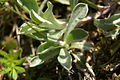 Antennaria dioica PID1651-9.jpg