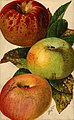 Apples (Malus domestica), showing copper injury on the fruits and leaves in Pomological Watercolor POM00000032 (cropped).jpg