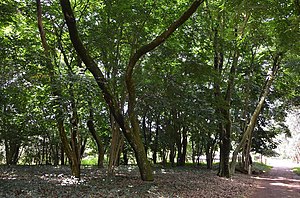 Ishyamba Rya Arboretum I Ruhande