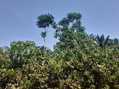 UMURUNGAMBARE tree in Kigwena Nature Reserve Photograph: User: Ntahonsigaye