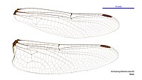 Archaeosynthemis leachii male wings (34921458091).jpg
