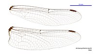 Male wings