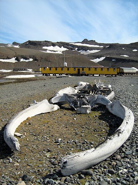 File:Arctowski Station Whale Bones.JPG