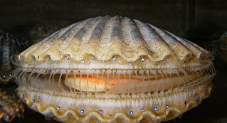 Scallop Common name for several shellfish, many edible