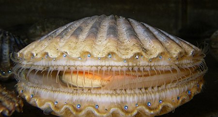 Argopecten irradians.jpg