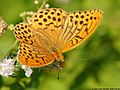 Argynnis paphia (Linnaeus, 1758)