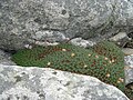 Armeria pubigera