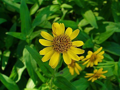 Arnica chamissonis Inflorescence