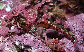 Un chabot corallin, en Californie.