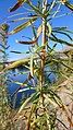 Artemisia dracunculus next to Columbia River in East Wenatchee, Douglas County Washington