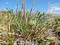 Artemisia scopulorum (36381156186).jpg