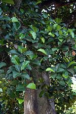Thumbnail for Artocarpus nobilis