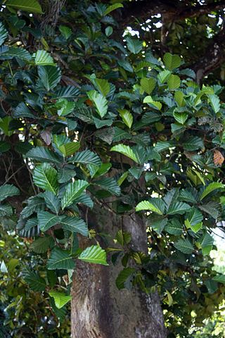 <i>Artocarpus nobilis</i> Species of flowering plant