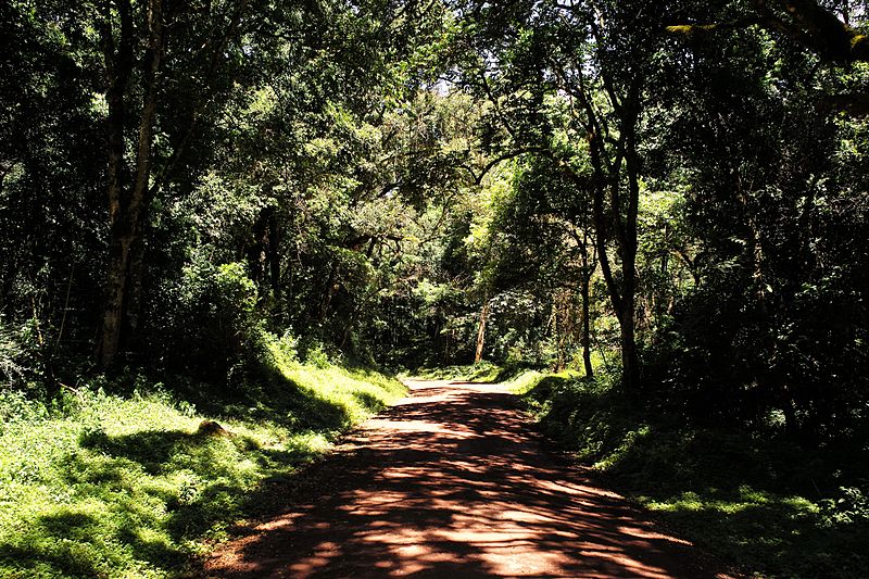 File:Arusha National Park- Jungle Road.jpg