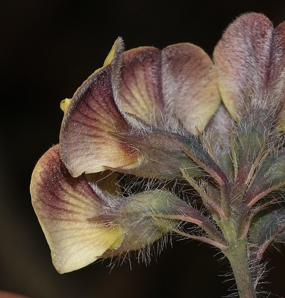 File:Aspalathus perfoliata ssp. phillipsii Dupreez 1.jpg