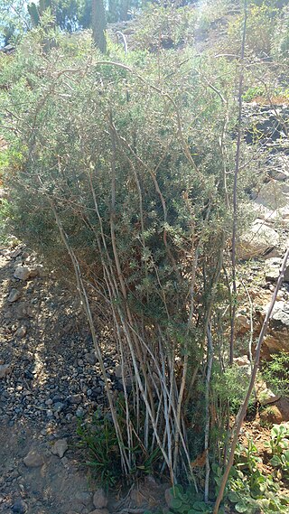 <i>Asparagus nesiotes</i> Species of flowering plant