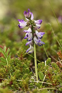 Astragalus alpinus (Alpine Milkvetch)