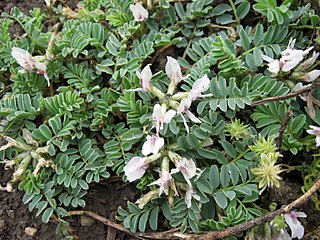 <i>Astragalus cibarius</i> Species of legume