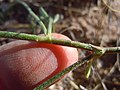Astragalus gracilis (7273547110).jpg