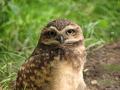 Athene-cunicularia-burrowing-owl-0a.jpg