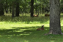 White-tailed deer in Stephen F. Austin State Park Austin state park deer.jpg