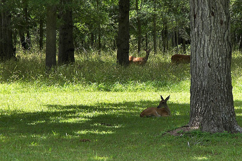 File:Austin state park deer.jpg