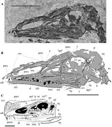 Skull Austriadactylus cristatus skull and lower jaw from Carnic Prealps.jpg