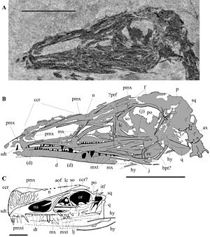 Austriadactylus cristatus SC 332466 (A, B) and holotype SMNS 56342 (C);  Scale bars 2 cm each.  From: Dalla Vecchia, 2009 [1]