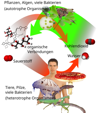 Kohlendioxid (CO2)