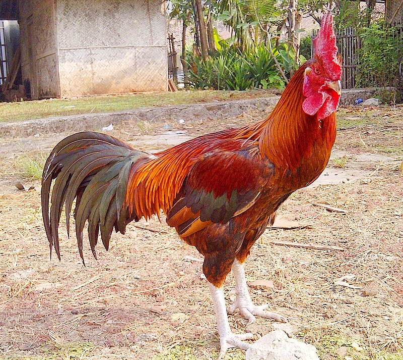 Ayam Merawang