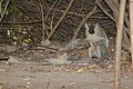 Baboon niger parkw 2006.jpg