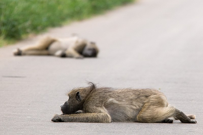 File:Baboons doing their thing (2271530483).jpg