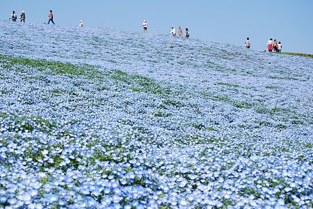 ไฟล์:Baby_blue-eyes,Nemophila,Hitachinaka-city,Japan.jpg