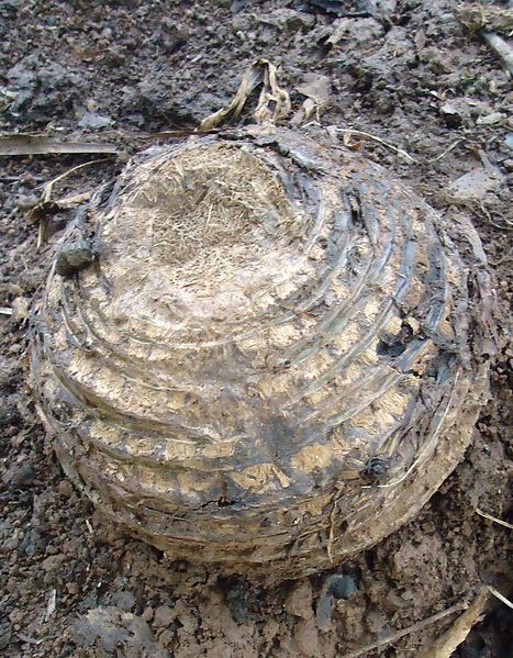 A corm, about 25 cm (10 in) across