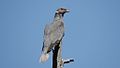 Band-tailed Pigeon - Rustler Park - Cave Creek - AZ - 2015-08-16at13-17-491 (21016323403).jpg