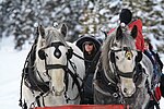 Vignette pour Cheval au Canada